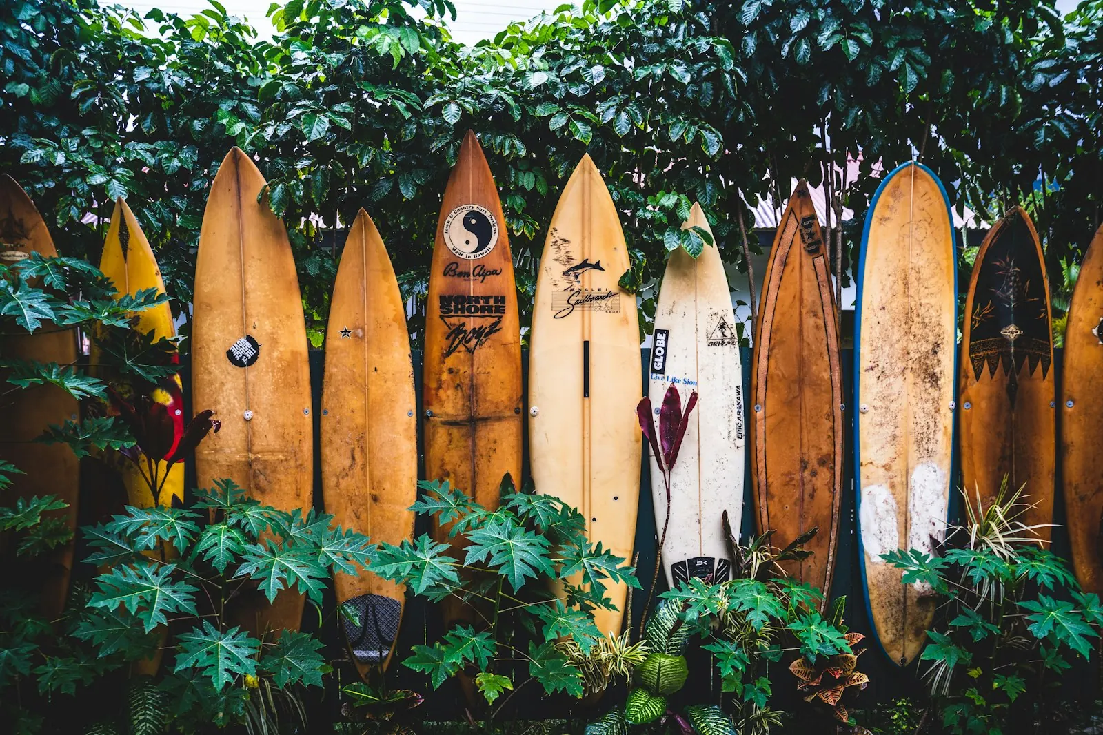 Rangée de planches de surf en bois